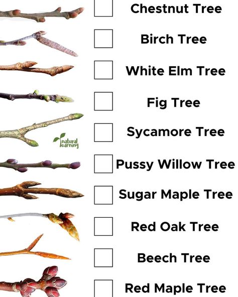 Natural Learning Kids on Instagram: “It’s tree bud season! Find these printables on our website for free :)” Tree Identification Chart, Tree Bark Identification, Tree Leaf Identification, Identifying Trees, Sugar Maple Tree, Leaf Identification, Red Oak Tree, Natural Learning, Tree Buds