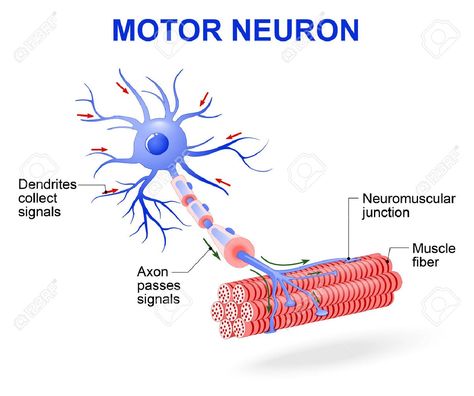 structure of motor neuron. Vector diagram. Include dendrites, cell body with nucleus, axon, myelin sheath, nodes of Ranvier and motor end plates. The impulses are transmitted through the motor neuron in one direction Stock Vector - 56921147 Neuron Diagram, Types Of Neurons, Nervous System Anatomy, Glial Cells, Scanning Electron Micrograph, Motor Neuron, Nerve Cells, Diagram Design Ideas, Technology Life