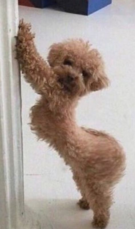 Funny Looking Animals, Silly Animal Pictures, Ugly Animals, Funny Looking Cats, Goofy Dog, Cute Dogs Images, Cute Funny Pics, 강아지 그림, Cute Animals Puppies