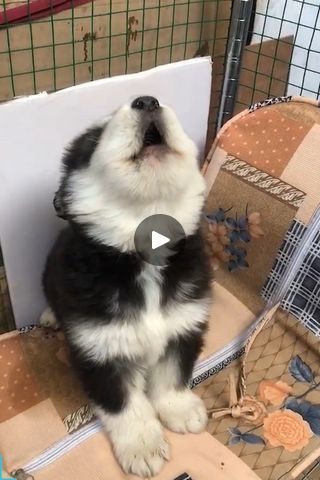 2.7M views · 5.4K comments | These Are THE CUTEST Puppy Awoo's You Will Ever Hear | There's no better sound than a pup's first awoooooo 😍🎵 - *Make sure your sound is on*! | By The Woof World | Facebook Cutest Puppy, Pet Stuff, Puppy Dogs, Make Sure, Cute Puppies, The Cutest, Dogs And Puppies, Pet Dogs, Dog Cat