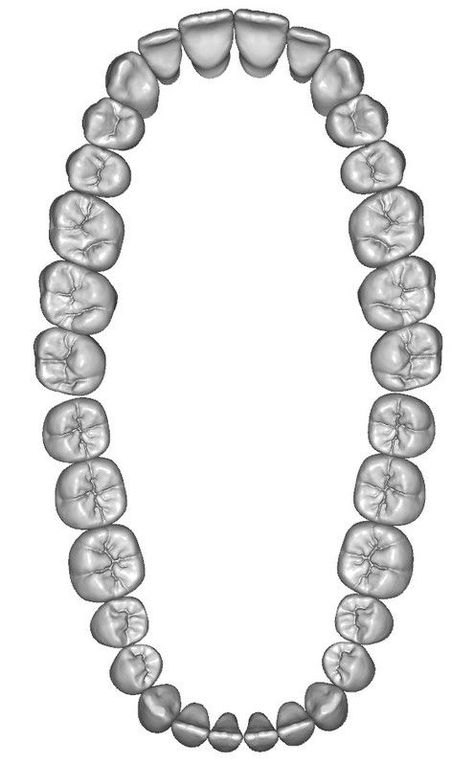 Mouth Anatomy, Tooth Anatomy, Teeth Anatomy, Dentistry Student, Dental Hygiene School, Dental Anatomy, Aesthetic Dentistry, Teeth Whitening Diy, Dental Technician