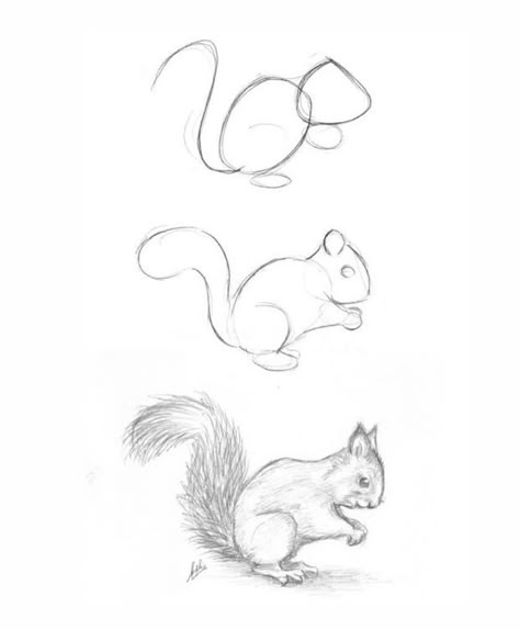 How To Sketch Animals Step By Step, Beginner Animal Drawing, Step By Step Squirrel Drawing, How To Draw Realistic Animals Step By Step, Drawing Ideas Animals Sketches Pencil, Animals Step By Step Drawings, Forest Animal Drawings Easy, How To Draw Whimsical, How To Draw A Squirrel Step By Step