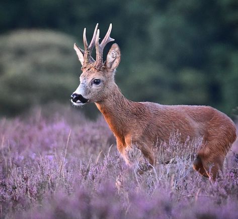 Deer Close Up, Hunting Animals, Afua Hirsch, Deer Photography Close Up, Fallow Deer Photography, Deer In Winter Forest, Moon Book, Roe Deer, Majestic Animals