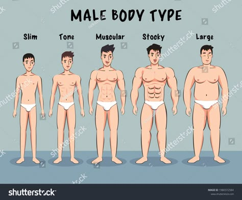 Male Body Types, Mens Body Types, Male Body Shapes, Male Body Drawing, Ideal Male Body, Types Of Body Shapes, Body Type Drawing, Okinawa Flat Belly Tonic, Bodybuilding Workout Plan