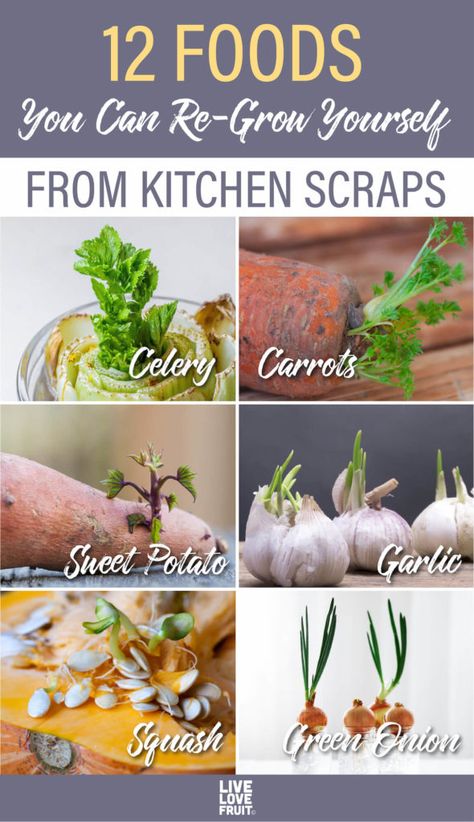 How To Grow Food From Scraps, Grow Food From Scraps, Growing Vegetables Hacks, Planting From Scraps, Vegetables You Can Grow From Scraps, How To Regrow Vegetables From Scraps, How To Grow Vegetables From Scraps, Regrow Onion From Scraps, Growing Celery From Scraps