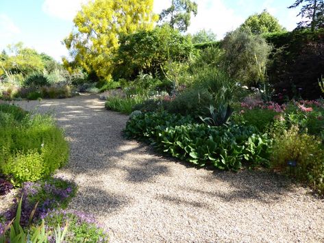 Gravel Garden Design, Beth Chatto, Gravel Path, Dry Garden, Gravel Garden, Plant Guide, Gardening 101, Pool Landscaping, Ground Cover