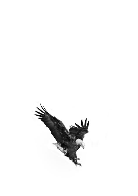 Eagle Black Wallpaper, White Eagle Wallpaper, Eagle Aesthetic Wallpaper, Eagle Wallpaper Iphone, 2pac Westside, Eagle Aesthetic, Kazakhstan Aesthetic, Eagle Poster, Eagle Black And White