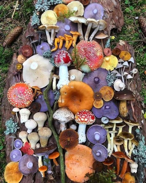 Mushroom Pictures, Mushroom Fungi, Wild Mushrooms, Mushroom Art, Nature Aesthetic, Cottage Core, My Aesthetic, Witch, Cottage