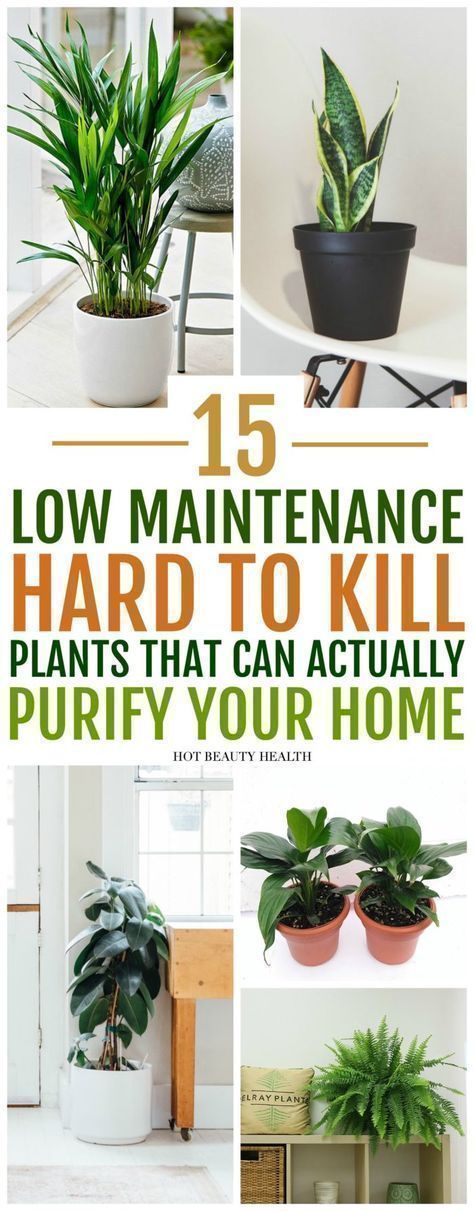 Here are 15 of the best, low maintenance indoor plants that also purify the air in your home.  These are pet safe and also make beautiful, natural home decor. #airpurifyingplants #indoorplants #lowmaintenance Bedroom Indoor Plants, Living Room Indoor Plants, Indoor Plants Decor Living Room, Best Air Purifying Plants, Plants Low Light, Low Maintenance Indoor Plants, Types Of Houseplants, Indoor Plants Low Light, Interior Boho