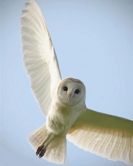 Flight Pictures, Owl Pics, Owl Flying, Owl In Flight, Owls Drawing, Owl Pictures, Beautiful Owl, White Owl, Owl Painting