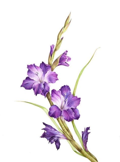 gladiolus-purple-flower-drawing-simple-drawing-ideas-white-background Purple Flower Drawing, Gladiolus Flower Tattoos, Gladiolus Tattoo, Cute Flower Drawing, Flor Tattoo, Beautiful Pencil Drawings, August Birth Flower, Gladiolus Flower, Gladioli