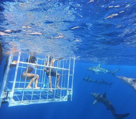 Shark Cage Diving, Shark Cage, Hawaiian History, Dream Dates, Shark Diving, Hawaiian Culture, Adventure Bucket List, Gap Year, Hawaii Vacation