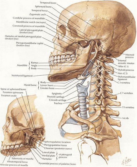 Netter 009 head neck bones Bones Of The Head, Neck Muscle Anatomy, Human Anatomy Picture, Neck Anatomy, Anatomy Head, Human Skeleton Anatomy, Vertebral Column, Anatomy Bones, Basic Anatomy