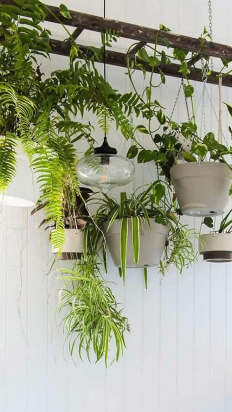 Hanging plants outdoor