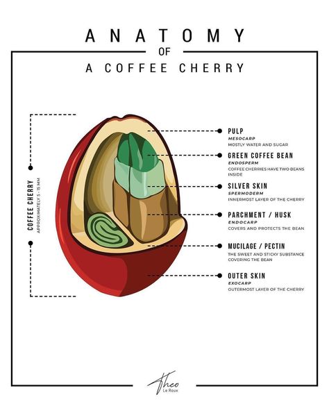 Coffee Roasters & Cafe Daily on Instagram: “ANATOMY OF A COFFEE CHERRY 🍒. • Tag a coffee friend who needs to see this amazing roasting journey! • Picture by @theoglr…” Coffee Cherry, Coffee Process, Cafe Barista, Coffee Infographic, Coffee Lab, Coffee Guide, Coffee Facts, Coffee Business, Coffee Grinds