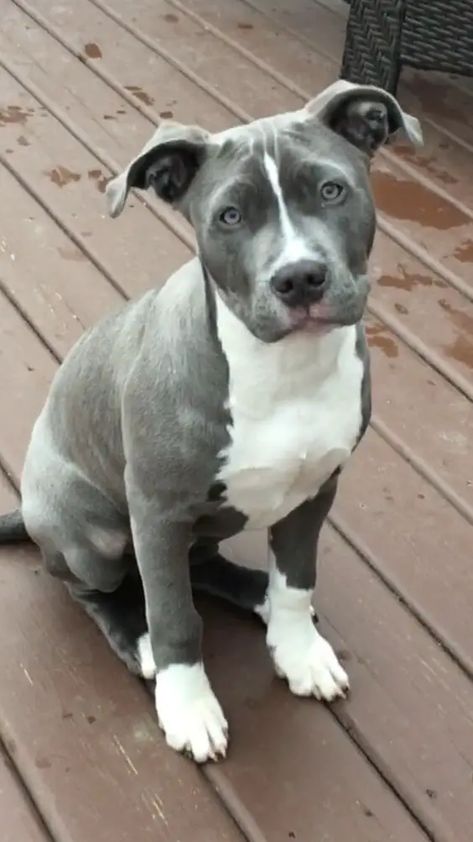 Blue Nosed Pitbull, American Pitbull Terrier Blue, Blue Pitbull Puppy, Blue Staff, Blue Pit Bull, Blue Nose Pitbull Puppies, Pitbull Blue, Dogs German Shepherd, Blue Pitbull