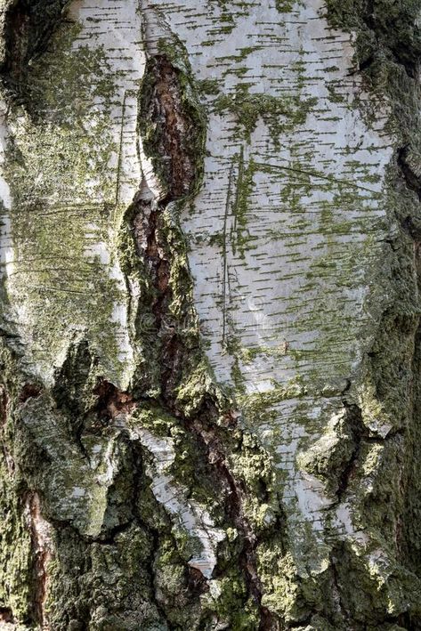 Tree bark of silver birch stock photos Silver Birch, Birch Bark, Tree Bark, Texture Background, Vector Artwork, The Tree, Textured Background, Vector Free, Art Inspiration