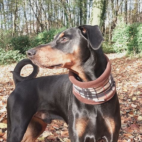 Cosy dog snood made from polar fleece. Perfect neck warmer for the winter months and a great looking accessory too. Available in 5 sizes Dog Neck Warmer, Perfect Neck, Dog Snood, Dog Bandanas, Brown Plaid, Dog Neck, Polar Fleece, Neck Scarves, Winter Months