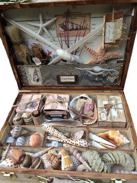 Shell Display, Mermaid Aesthetic, Shell Collection, Sea Witch, Collection Box, Marine Biology, Seashell Crafts, Shell Art, Shell Crafts