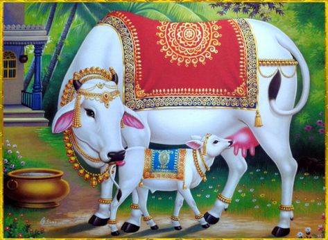 Kamadhenu Pichwai Painting, Gomatha Images, Kamadenu Cow Images, Kamdhenu Painting, Kamdhenu Cow Painting, Cow With Calf, साईं बाबा, Cow Photography, Cow Wallpaper