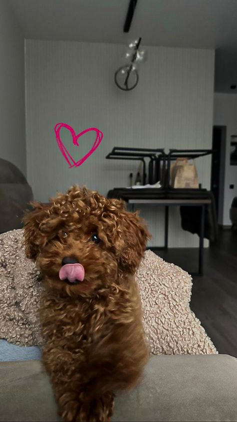 Maltipoo Dog, Cute Puppies And Kittens, Cute Small Dogs, Puppy Mom, Dog Mommy, Very Cute Puppies, Super Cute Puppies, Cute Animals Puppies, Very Cute Dogs