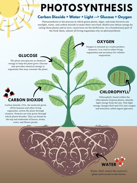 photosynthesis - Google Search Plant Cycle, Life Science Middle School, Nutrient Cycle, Science Plants, Photosynthesis And Cellular Respiration, Study Websites, Botanical Science, Science Infographics, General Biology