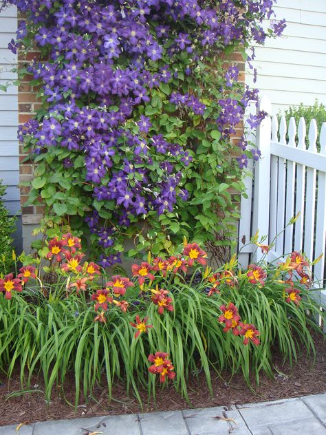 Clematis and daylilies Daylily Garden, Cottage Garden Design, Day Lilies, Front Yard Garden, Beautiful Backyards, Daylilies, Garden Cottage, Front Garden, Backyard Landscaping Designs