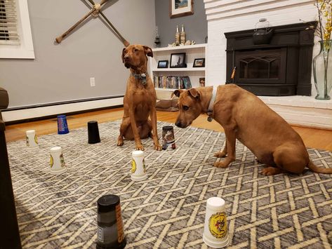 12 Indoor Activities To Keep Your Dog Happy On Rainy Days 2 Rainy Day Dog Activities, Dog Boredom Buster, Canine Enrichment, Dog Therapy, Dog Boredom, Brain Games For Dogs, Colorful Hairstyles, Apartment Dogs, Bored Dog