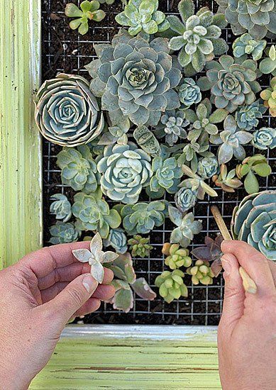 Succulent Frame, Vertical Succulent Gardens, Succulent Wall Art, Succulent Cuttings, Types Of Succulents, Vertical Gardens, Succulent Wall, Have Inspiration, Cactus Y Suculentas