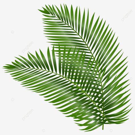 Palm Leaves Decoration, Coco Cartoon, Coconut Vector, Cartoon Leaf, Coconut Juice, Leaves Decoration, Circle Border, Leaf Png, Green Coconut