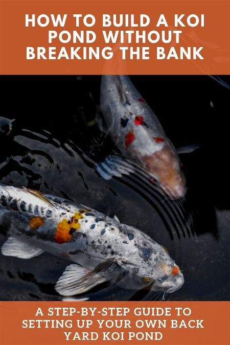 A Koi Pond is a magical addition to the yard, bringing serenity and joy for years. Click for a step-by-step guide, and learn how to build a koi pond cheap! Diy Fish Pond Cheap, Diy Koi Pond Ideas, Koi Ponds Ideas, Koi Fish Pond Backyard, Diy Koi Pond, How To Make A Koi Pond, Natural Koi Pond, How To Build A Koi Pond, Japanese Koi Pond