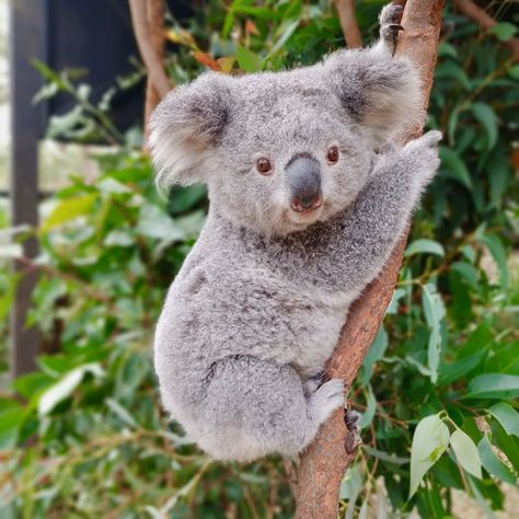 Baby Koala Aesthetic, Koala Bear Aesthetic, Koala Aesthetic, Aesthetic Wildlife, Koala Marsupial, Koala Tattoo, Koala Drawing, Cute Animal Tattoos, Cute Koala Bear