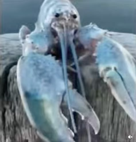 Blue Lobster Video Meme Template | Blue Lobster / Lobstered | Know Your Meme Blue Lobster, Reaction Images, Goofy Ahh, Know Your Meme, Random Memes, Haha Funny, Anaconda, The Funny, Life Images