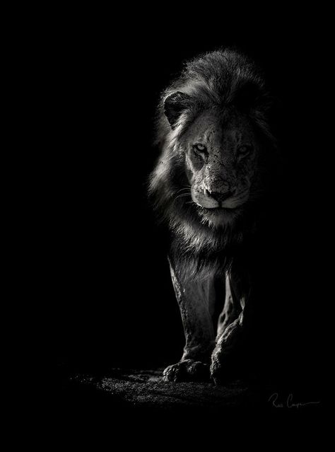 Ross Couper Photography | WILDLIFE IN BLACK AND WHITE African Wildlife Photography, Wildlife Wallpaper, Animal Photography Wildlife, Black And White Lion, Regnul Animal, Lion Photography, Insect Photography, Lion Love, Lion Wallpaper