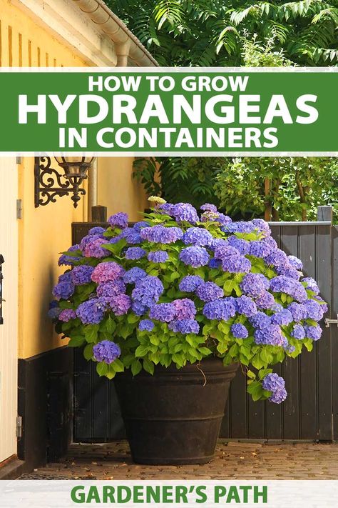 Hydrangeas In Pots, How To Grow Hydrangeas, Hydrangea Plant Care, Hydrangea Plant, Plants In Containers, Hydrangea Potted, Potted Plants Patio, Path Landscape, Hydrangea Landscaping