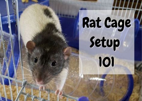 Rat Habitat Diy, Critter Nation Cage Ideas Pet Rats, Rat House Diy, Pet Rats Cages, Pet Rat Cages Ideas, Homemade Rat Cage Ideas, Rat Cage Setup, Rat Enclosure, Rat Habitat