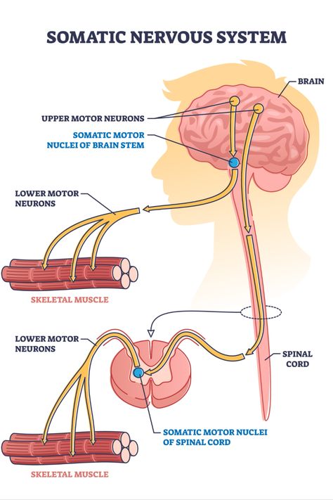 Sensory Receptors Nervous System, Central Nervous System Diagram, Nervous System Infographic, Receptors Nervous System, Somatic Nervous System, Central And Peripheral Nervous System, Nervous System Diagram, Neurology Nursing, Types Of Neurons