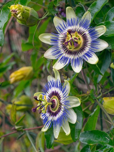 Passion flower: How to plant, grow and care for passion flowers in the UK | House & Garden Exotic Flowers Beautiful, Exotic Flowers Tropical, Passion Flower Plant, Plants Reference, Cover Ups Tattoo, Exotic Aesthetic, Passion Fruit Flower, Blue Passion Flower, Plant Reference