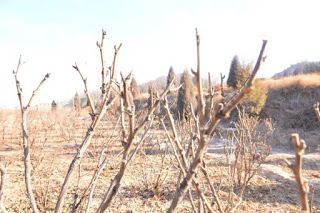 Paeonia Rockii: do you know how to prune peonies in winter Peony Leaves, Peony Bud, Tree Peony, Single Tree, Long Branch, Flower Bud, The Tree, Planting, Peonies