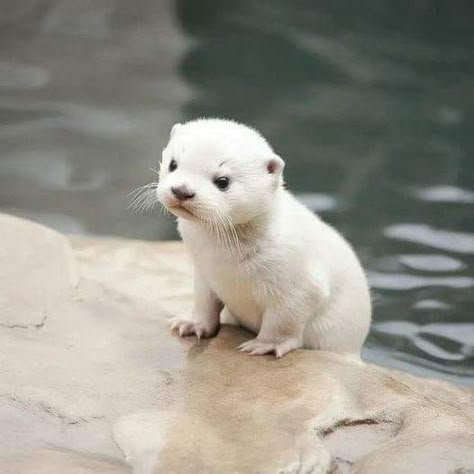 We Love Otter | A pretty otter 🦦 Baby Otter, Cute Otter, Otters Cute, Baby Otters, Cute Small Animals, Cute Animals Puppies, Pretty Animals, Photo Of The Day, Silly Animals