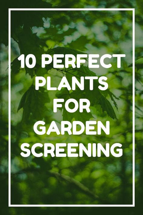 Balcony Screening Plants, Plants To Screen Neighbours, Garden Privacy Plants, Creating Privacy In Backyard With Plants, Natural Screening Garden, Plant Screening Ideas Outdoor, Garden Divider Ideas, Tall Plants For Privacy, Screening Ideas Outdoor