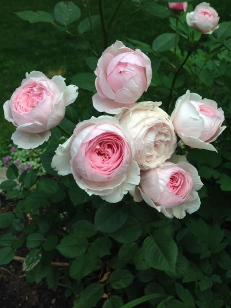 Discover the 10 Best Climbing Roses For Your Garden - Best Climbing Roses, David Austin Climbing Roses, Flower Design Ideas, Peace Rose, Photo Rose, Climbing Rose, Rose Varieties, Rose Plant, Red Blossoms