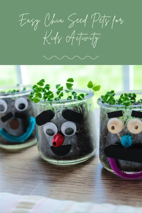 Planting Seeds Kindergarten Activities, How To Make A Chia Pet, Chia Seed Plant Ideas, Kids Seed Planting Activity, Diy Chia Pet How To Make, Easy Seeds To Grow With Kids, Planting Seeds Crafts For Kids, Chia Seed Growing Fun, Chia Seed Craft