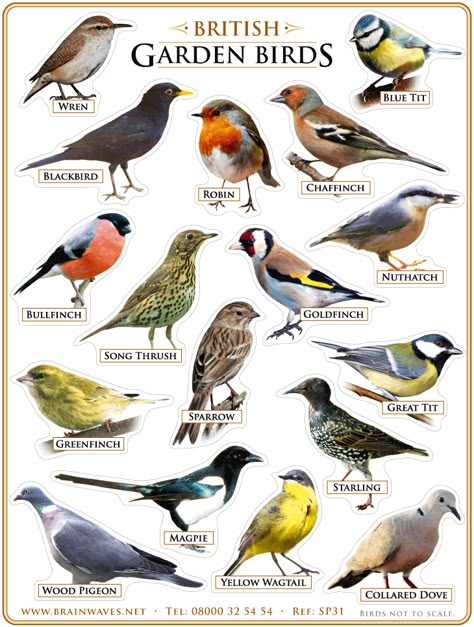 British Garden Birds Different Types Of Birds, Types Of Birds, Bird Identification, British Garden, Garden Birds, British Wildlife, Kinds Of Birds, Humming Bird Feeders, Backyard Birds