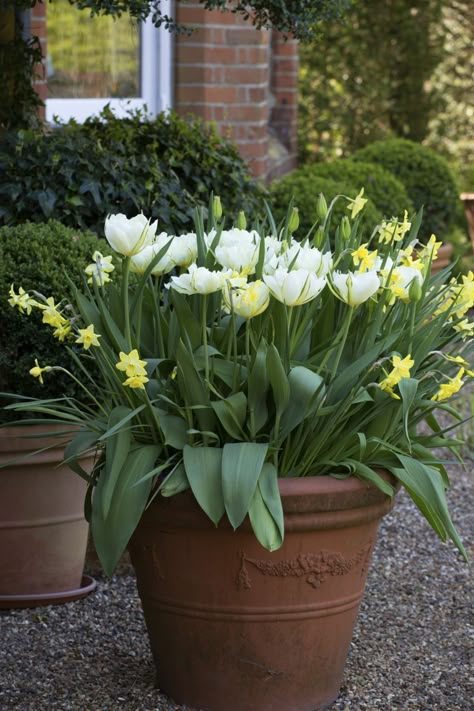 Bulbs In Pots, Spring Displays, Spring Planter, Summer Bulbs, Planting Tulips, Early Spring Flowers, Perennial Bulbs, Balcony Flowers, Window Box Flowers