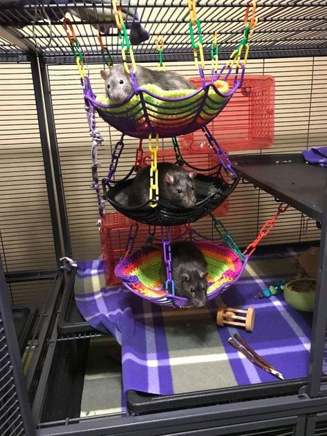 Diy Rat Climbing Toys, Dollar Store Rat Cage Accessories, Rat Enclosure Diy, Rat Room Ideas, Pet Rats Cages Diy, Halloween Rat Cage, Diy Rat Cage Accessories Homemade, Rat Cages Ideas, Pet Rat Cages Ideas