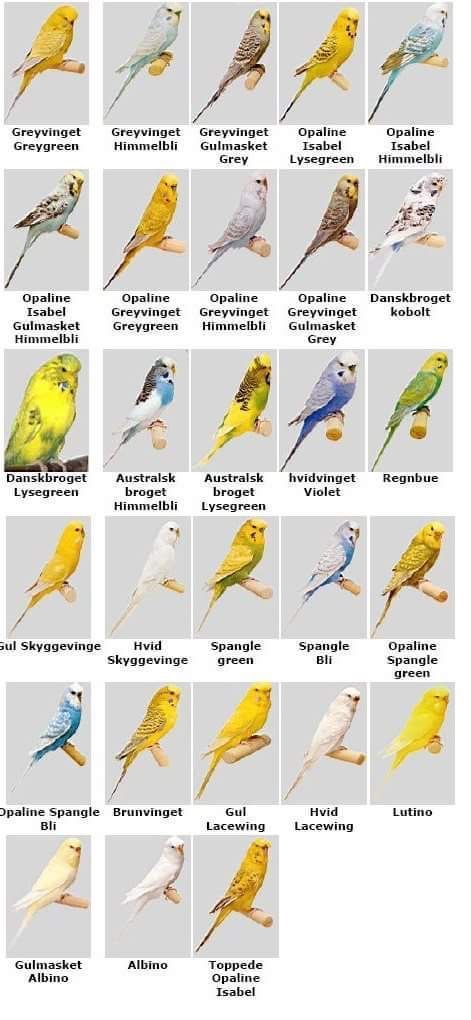 Parakeet Colors Budgies, Budgie Behavior, Audi R8 2008, Baby Parakeets, Budgerigar Bird, Budgies Parrot, African Lovebirds, Budgie Bird, Bird Breeds