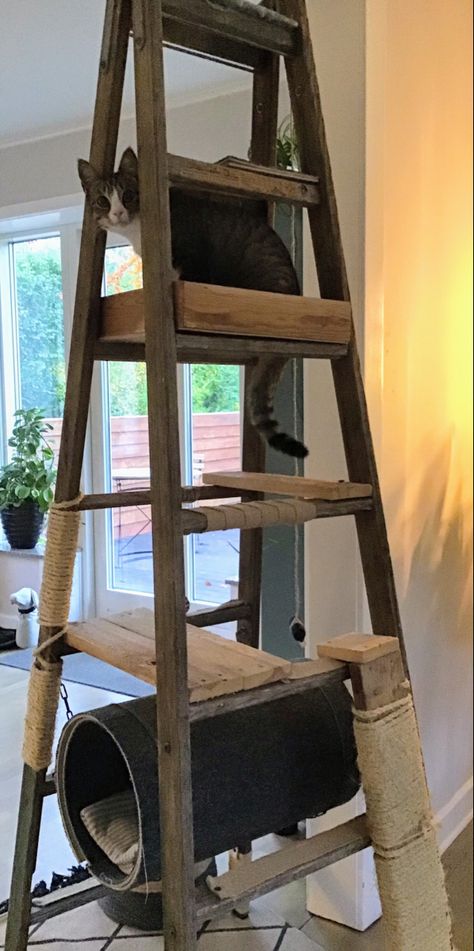 Ladder Cat Tree Diy, Cat Room Diy, Katt Diy, Cat Ladder, Cat Patio, Diy Cat Tree, Cat House Diy, Cat Run, Cat Perch