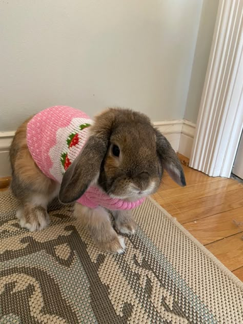 Bunny Outfits Pet, Crochet Rabbit Clothes, Bunny Wearing Clothes, Rabbit Wearing Clothes, Crochet Bunny Clothes, Cute Bunny Outfits, Pet Rabbit Clothes, Rabbit Outfit, Bunny Clothes