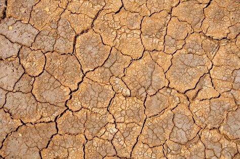 Arid soils under the scorching sun. worl... | Premium Photo #Freepik #photo #background #tree #texture #leaf Blur Light Background, Desert Trees, Blurred Lights, Pine Leaf, Christmas Tree With Presents, Acacia Tree, Conifer Trees, Wooden Snowflakes, Countryside Landscape